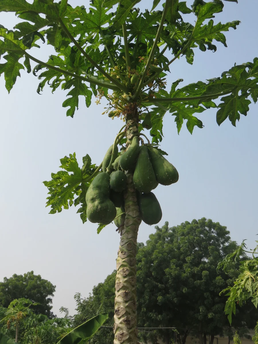 some papaya trees have a lot of fruit 1200